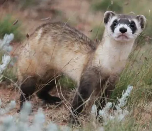 A Black-footed Ferret stands in the grass, gazing at the camera.