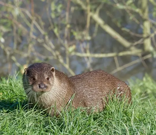 A European Otter standing in grass.