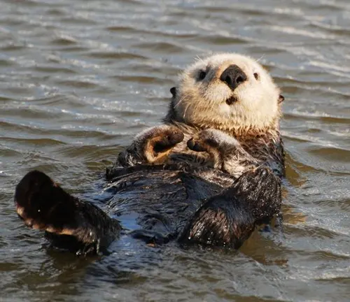 A sea otter gracefully floating in the water, showcasing its natural habitat and playful nature.