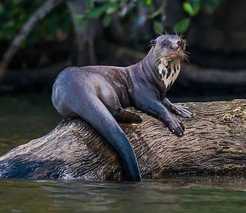 A Giant Otter perched on a log in the water, showcasing its adorable and playful nature.