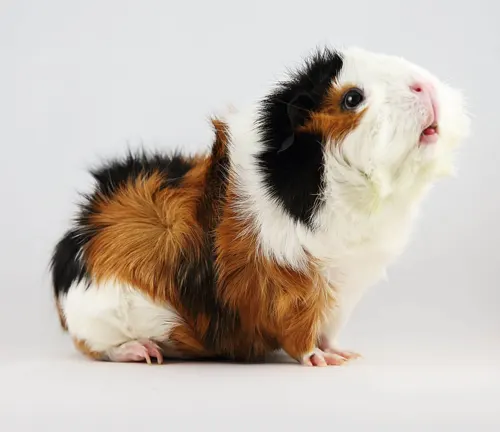 Abyssinian Guinea Pig standing on white background.