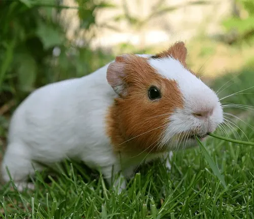An American Guinea Pig standing in the grass.