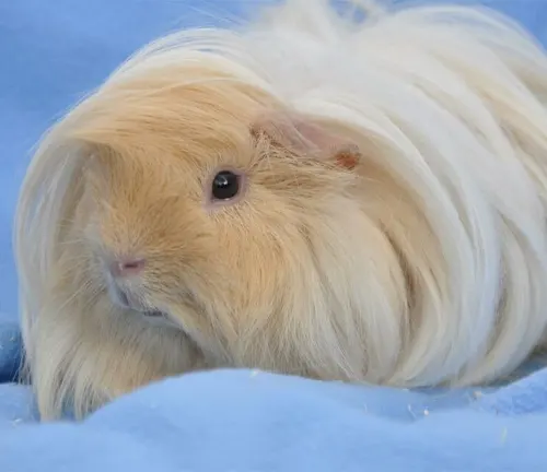 A Peruvian Guinea Pig with long white hair on a blue blanket.