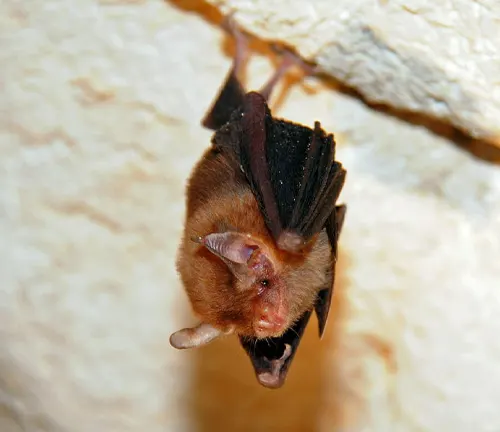 Kitti's Hog-nosed bat
