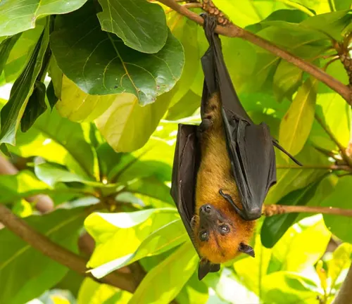 A "Flying Fox" bat hanging upside down from a tree branch.