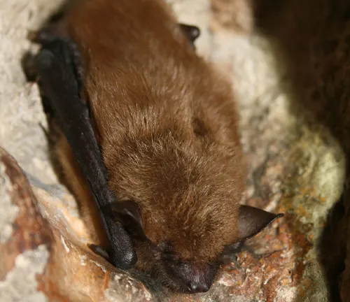 A Big Brown Bat peacefully rests on a rock inside a cave, enjoying a deep slumber.