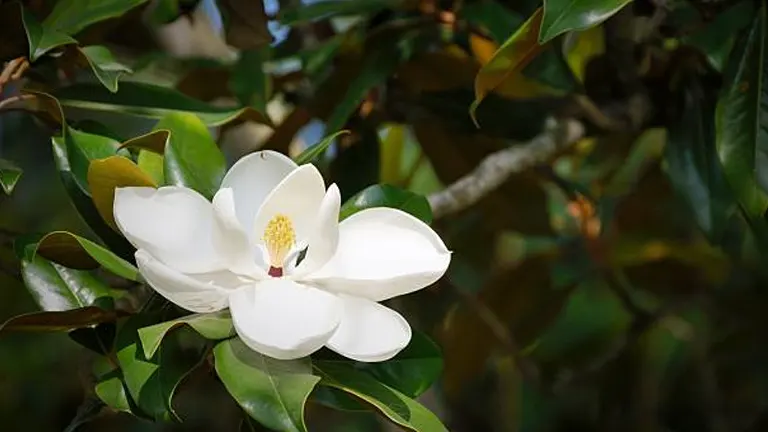 How to Fertilize Magnolia: Boost Growth with Expert Advice