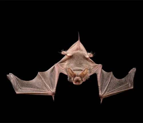 A Mexican Free-tailed Bat flying in the air against a black background.