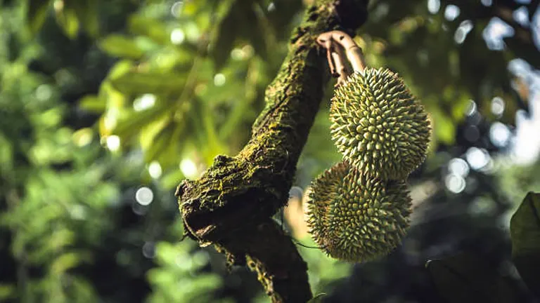 How to Fertilize Durian Trees Effectively