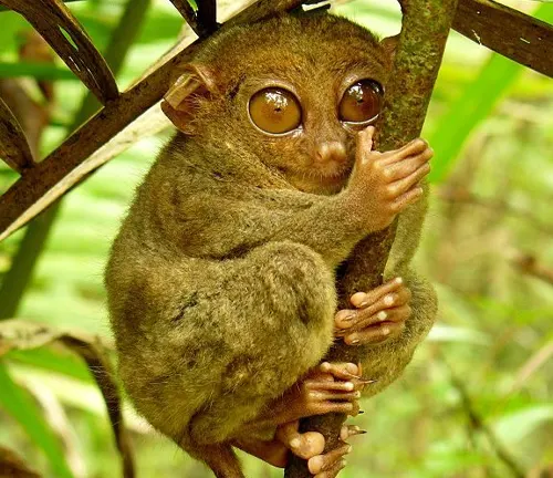A close-up photo of a Philippine Tarsier, a small primate with large eyes, long fingers, and a small body.