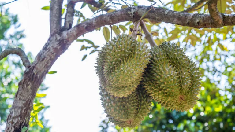 Three ripe durian fruits with sharp spikes hanging heavily from a branch, backlit by the bright tropical sunlight filtering through the tree's canopy.