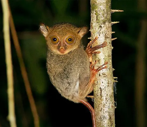 Small Western Tarsiers with large eyes perched on a tree branch in the jungle.