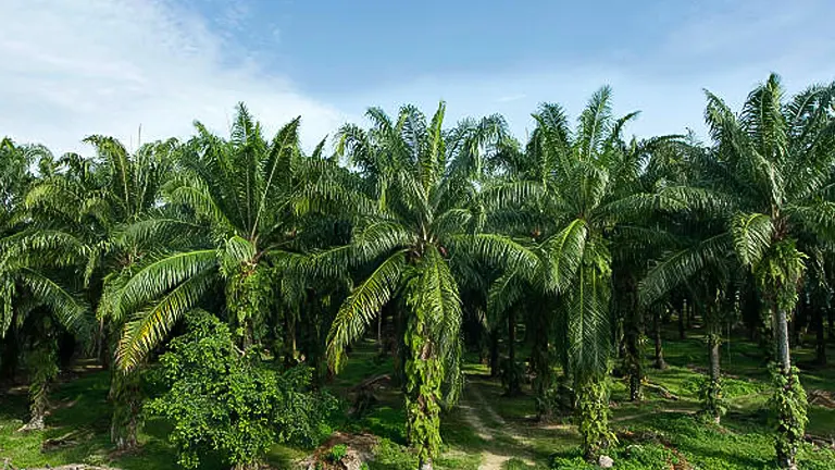 How to Fertilize Palm Trees