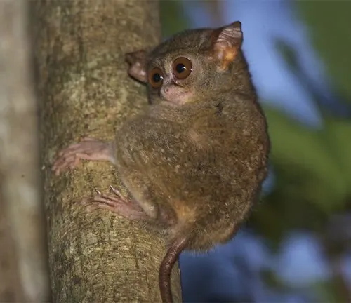 A tarsier monkey with large eyes and long fingers perched on a branch in the jungle.