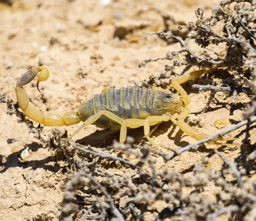 A "Deathstalker" scorpion crawls on desert ground.