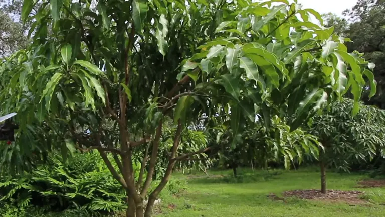 A view of a verdant mango orchard, showing a well-pruned mango tree in the foreground with a backdrop of several mango trees, creating a serene and fertile landscape.