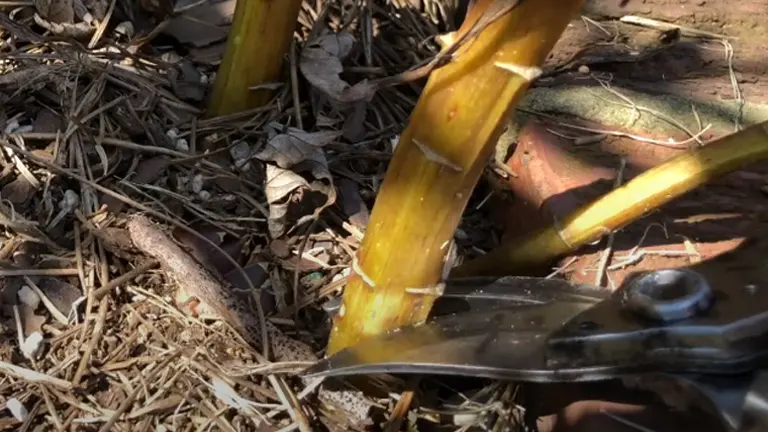 A pruning shear is positioned near a yellow stem, set against a backdrop of dry leaves and twigs on the ground, suggesting garden maintenance work.