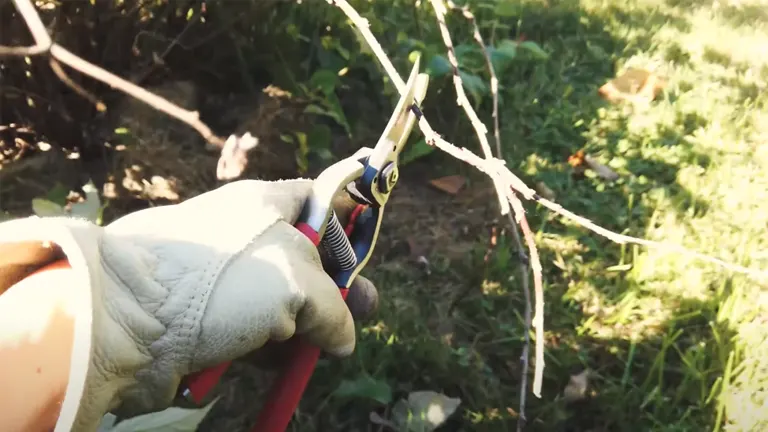 A gloved hand using bypass pruning shears to trim a thin branch, with the focus on the blades about to make a cut against a natural green backdrop.