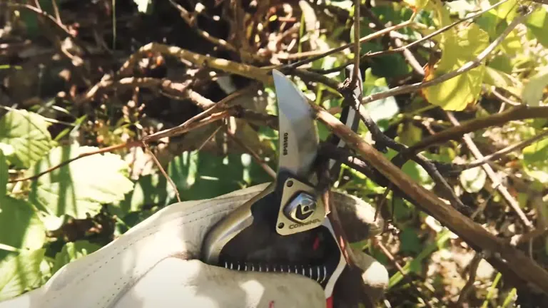 A gloved hand using a Corona bypass pruner to trim a woody branch amidst dense foliage, highlighting the tool's sharp, precise cutting action.