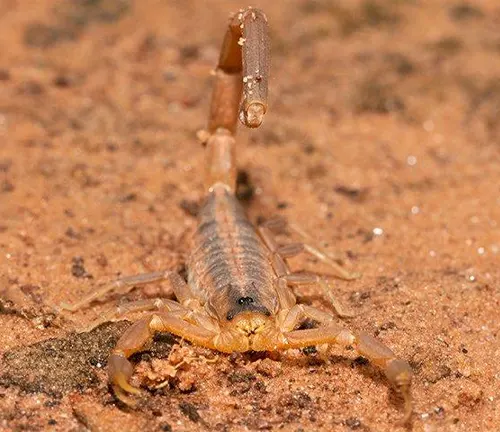 A scorpion on the desert ground, known as the "Arizona Bark Scorpion".