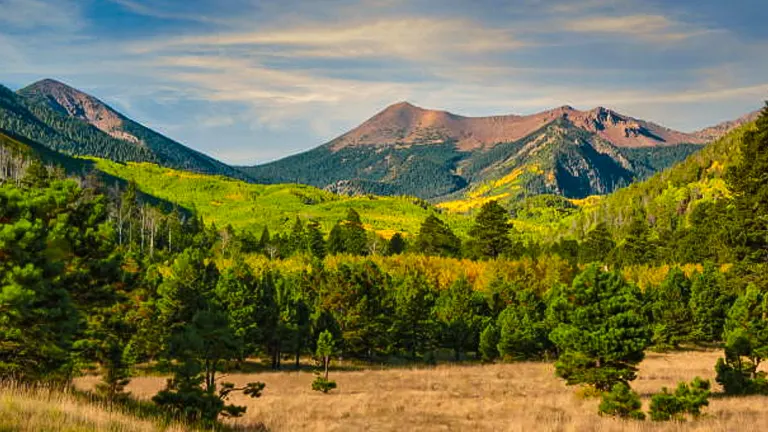 A scenic view of Coconino National Forest with a meadow in the foreground, pine trees in the mid-ground, and the San Francisco Peaks rising in the background under a clear sky.