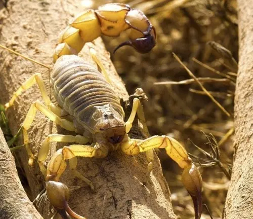 A "Fat-tailed Scorpion" perched on a branch.