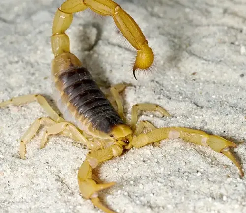 A Brazilian Yellow Scorpion with vibrant yellow legs and a lengthy tail.