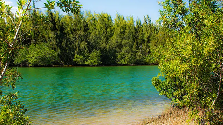 Clear turquoise waters edged by dense mangroves under a bright blue sky, highlighting a tropical estuarine ecosystem.