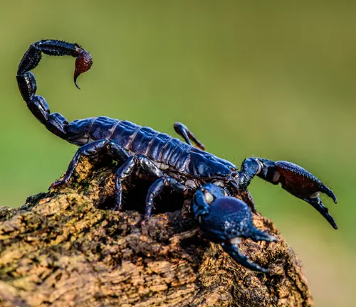 A scorpion, known as the "Emperor Scorpion," perches on a tree stump.