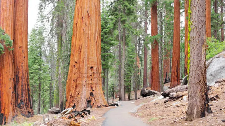 A paved path meanders through a forest of towering sequoia trees, showcasing the grand scale of these ancient giants.