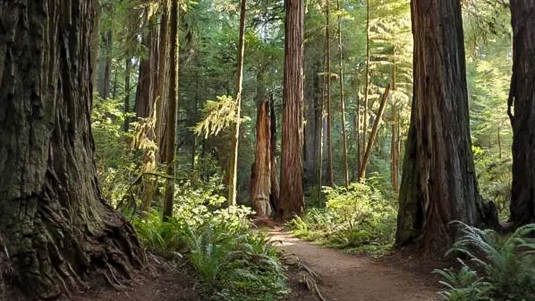 A tranquil trail winds through a sun-dappled redwood forest, the towering trees creating a peaceful, ancient atmosphere.