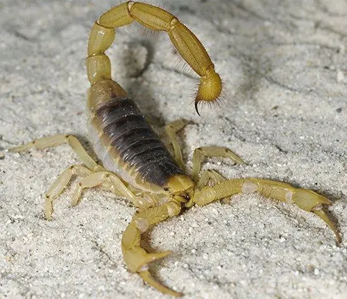 A Giant Hairy Scorpion with a long tail resting on the sand.