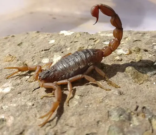 A dangerous Indian Red Scorpion perched on a rock, tail raised.