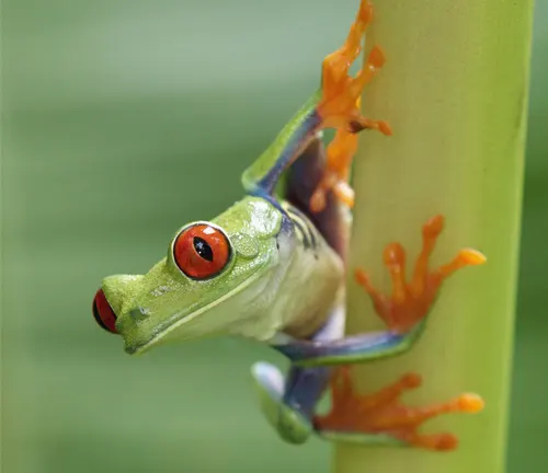 A red-eyed tree frog perched on a green stem.
