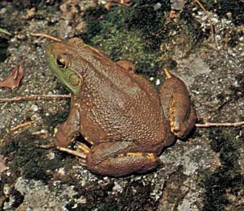 A brown frog perched on a rock, labeled "BullFrogs".
