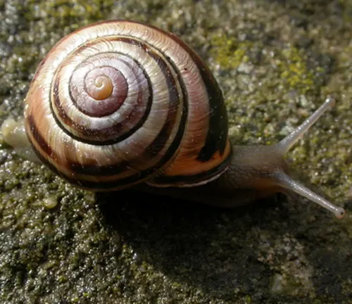 A "Brown-lipped Snail" slowly crawls on a rock.
