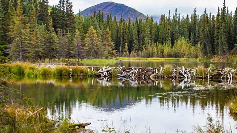 A tranquil pond with reflections in the foreground, flanked by driftwood and surrounded by a dense forest of spruce trees, under a cloudy sky in an Alaskan state park.