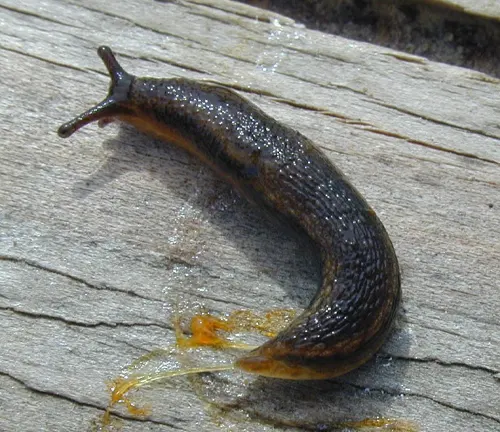 A gray garden slug slowly crawling on a wooden surface.