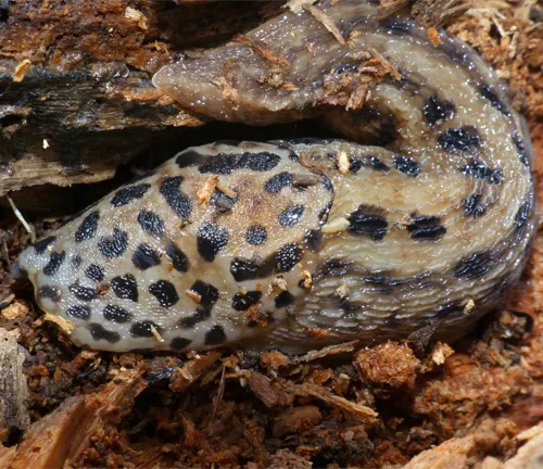 A Leopard Slug with black spots on its back.