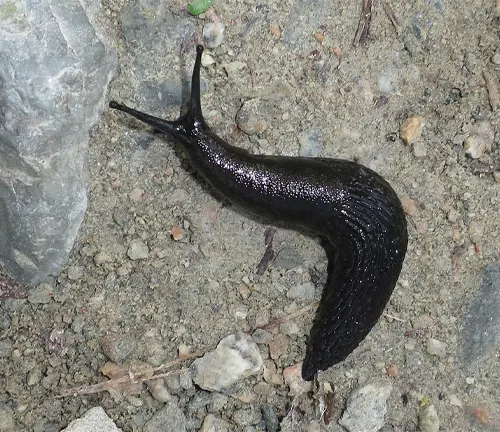 A black slug crawls near rocks on the ground.