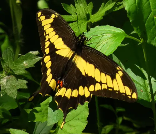 Giant Swallowtail
(Papilio cresphontes)