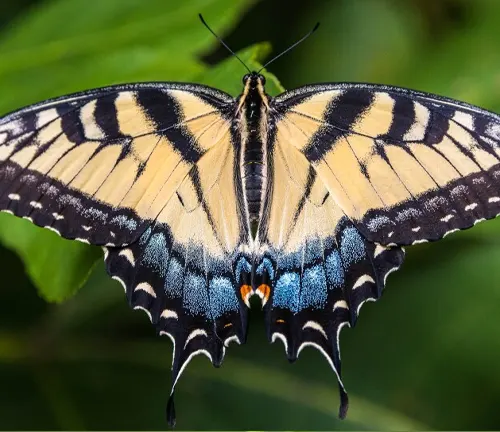 Tiger Swallowtail
(Papilio glaucus)