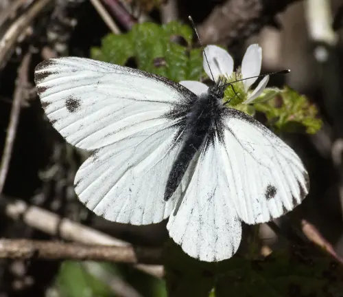 Pieris marginalis
(Margined White Butterfly)