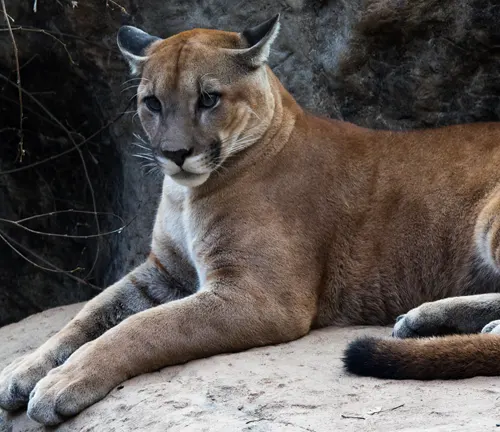 Central American Cougar
(Puma concolor costaricensis)