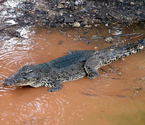 Cuban Crocodile
(Crocodylus rhombifer)