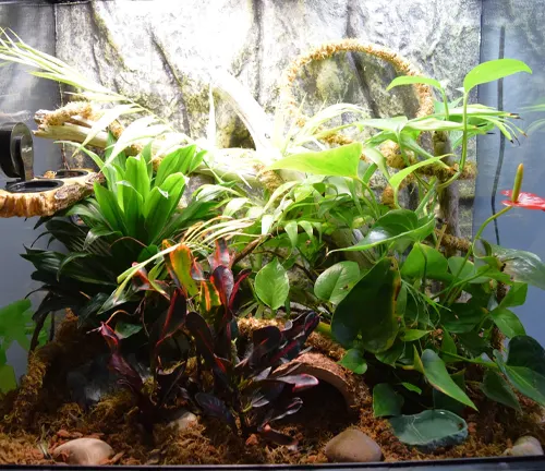 A small aquarium with plants and rocks, ideal for setting up a Crested Gecko habitat.