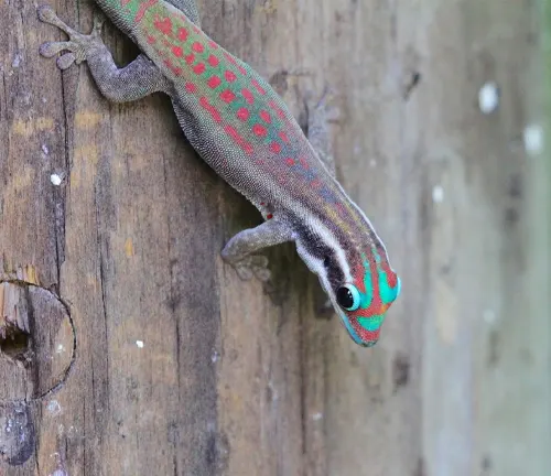 Mauritius Ornate Day Gecko
(Phelsuma ornata)