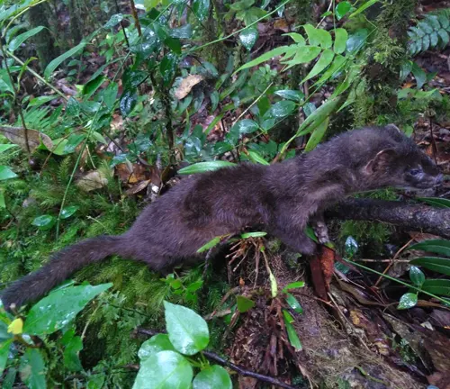 Indonesian Mountain Weasel
(Mustela lutreolina)