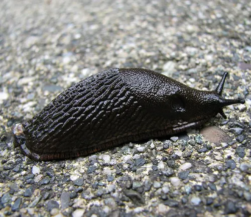 European Black Slug
(Arion ater)