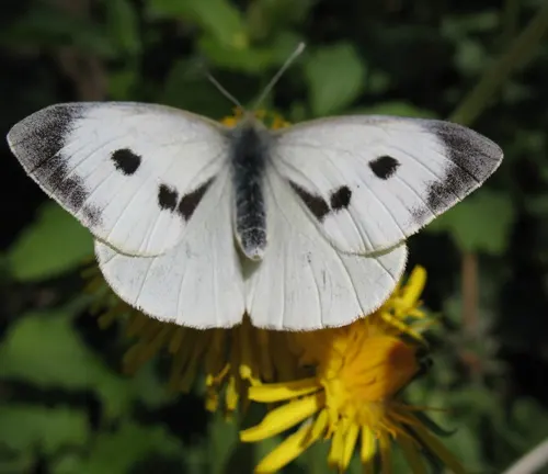 Pieris brassicae
(Large Cabbage White Butterfly)